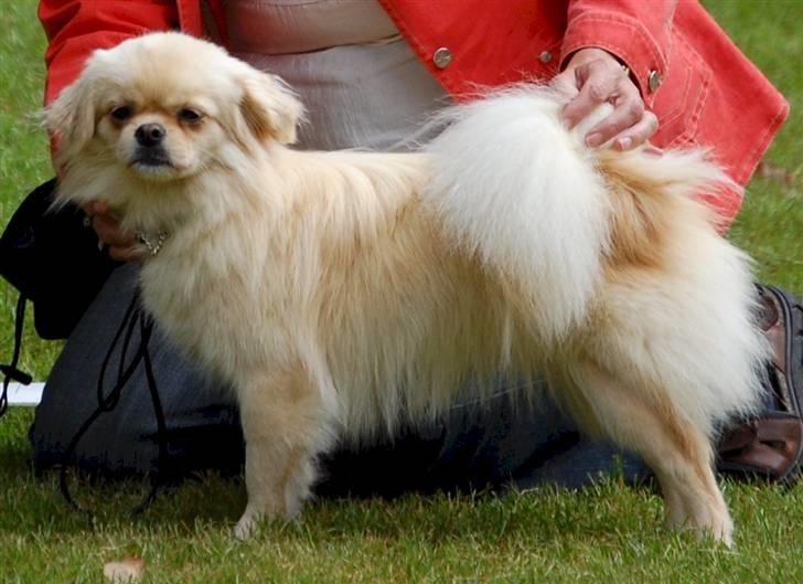 Tibetansk spaniel <3 Pempa <3 - se mig jeg er en popstjerne billede 7