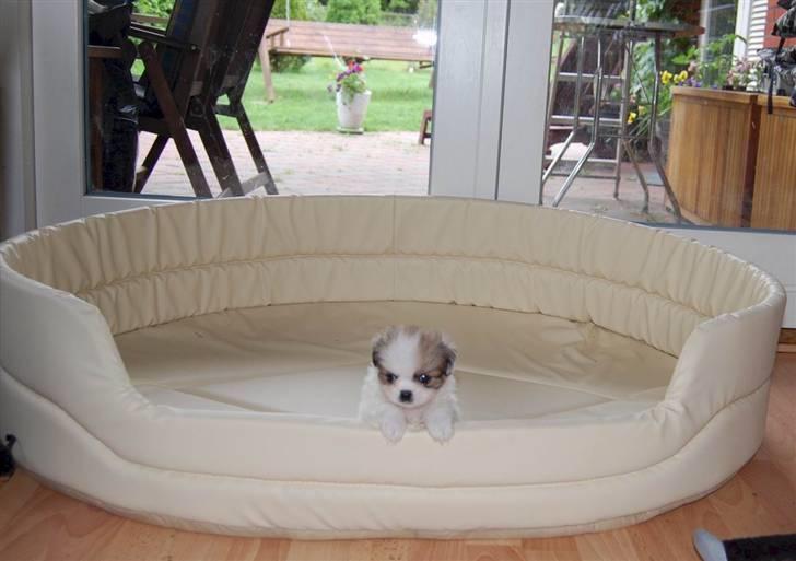 Tibetansk spaniel <3 Rewa <3  - min far sagde at jeg var stor  så vi køpte en stor seng hi hi  billede 11