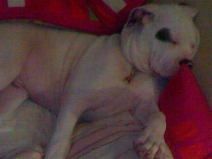 Amerikansk bulldog Topp Magic Manse R.I.P  billede 9