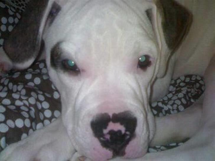 Amerikansk bulldog Topp Magic Manse R.I.P  - Iihh....Ikke flere billeder! billede 10