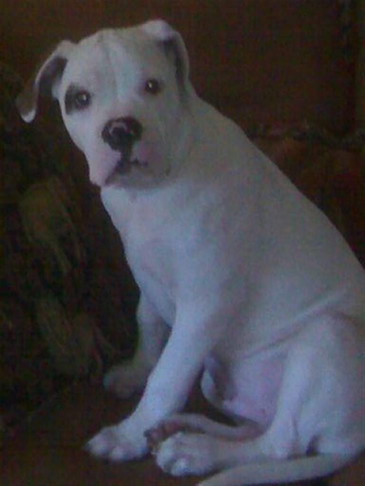 Amerikansk bulldog Topp Magic Manse R.I.P  billede 11