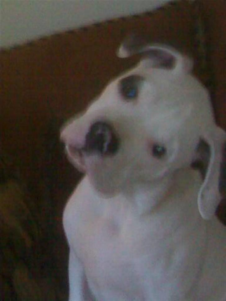 Amerikansk bulldog Topp Magic Manse R.I.P  billede 12