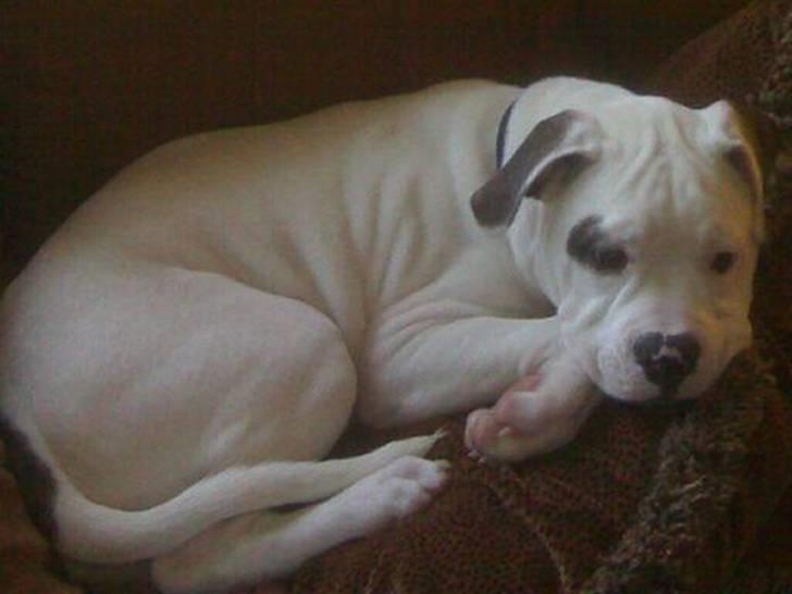 Amerikansk bulldog Topp Magic Manse R.I.P  - Puha....Det er altså hårdt at blive 4 måneder.... billede 13