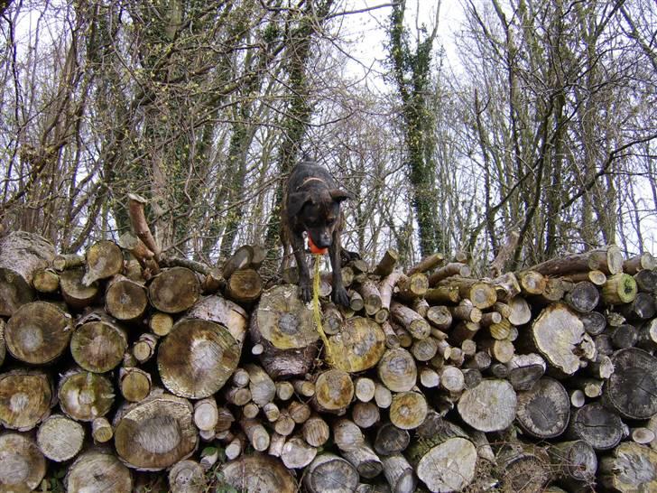 Blanding af racer Sasha - Meget savnet billede 4