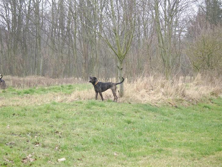 Blanding af racer Sasha - Meget savnet billede 6