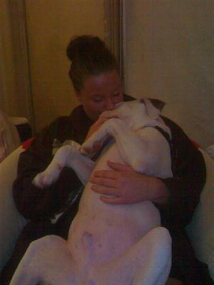 Amerikansk bulldog Topp Magic Manse R.I.P  - Vi kysser..og kysser...og kysser..... billede 14