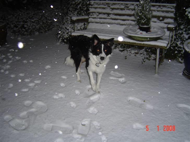 Border collie Champ - Champ i sne for 1. gang billede 12