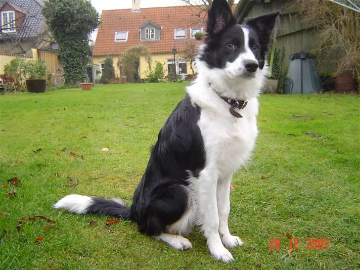 Border collie Champ - Vi har lige holdt grøn jul. billede 13