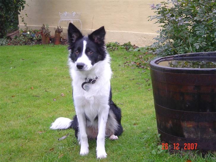 Border collie Champ - Jeg kan ikke sidde stille ret længe billede 14