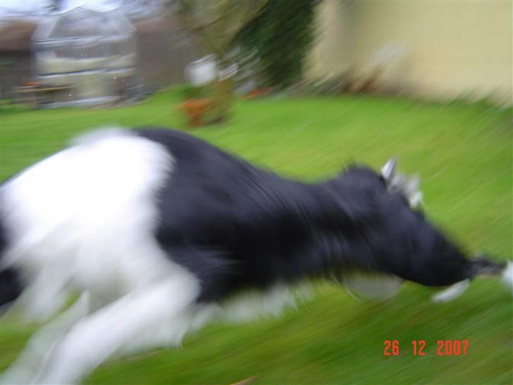 Border collie Champ - Jeg er smuttet............... billede 15