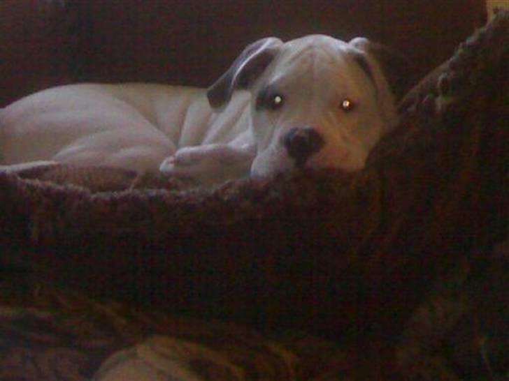 Amerikansk bulldog Topp Magic Manse R.I.P  billede 15