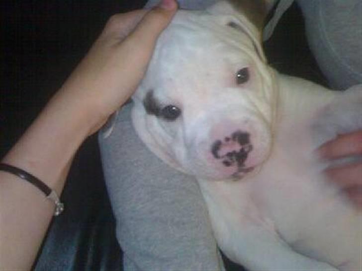 Amerikansk bulldog Topp Magic Manse R.I.P  billede 16