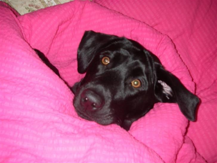 Labrador retriever Formel 1 *Fie <3* - Fie der ligger  og putter billede 10