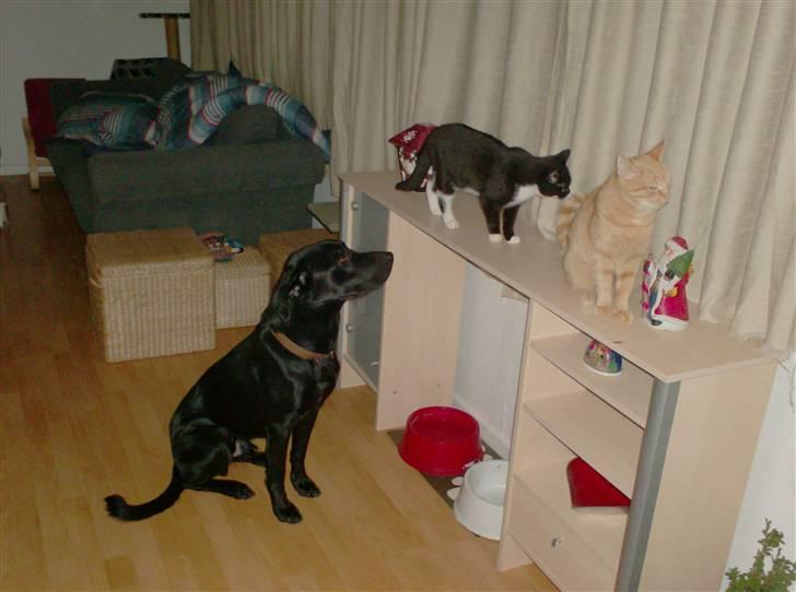 Blanding af racer Klunte billede 2