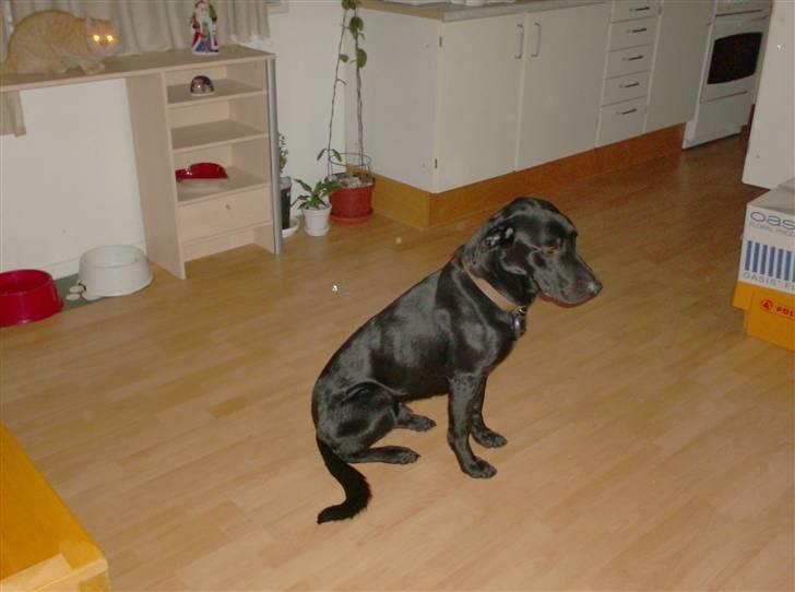 Blanding af racer Klunte billede 3