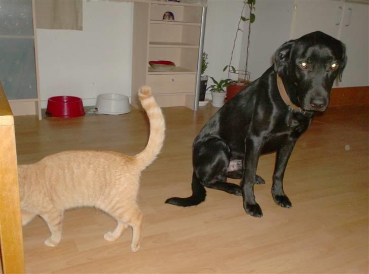 Blanding af racer Klunte billede 4