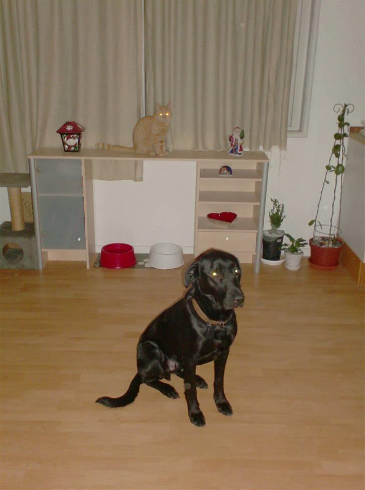 Blanding af racer Klunte billede 5