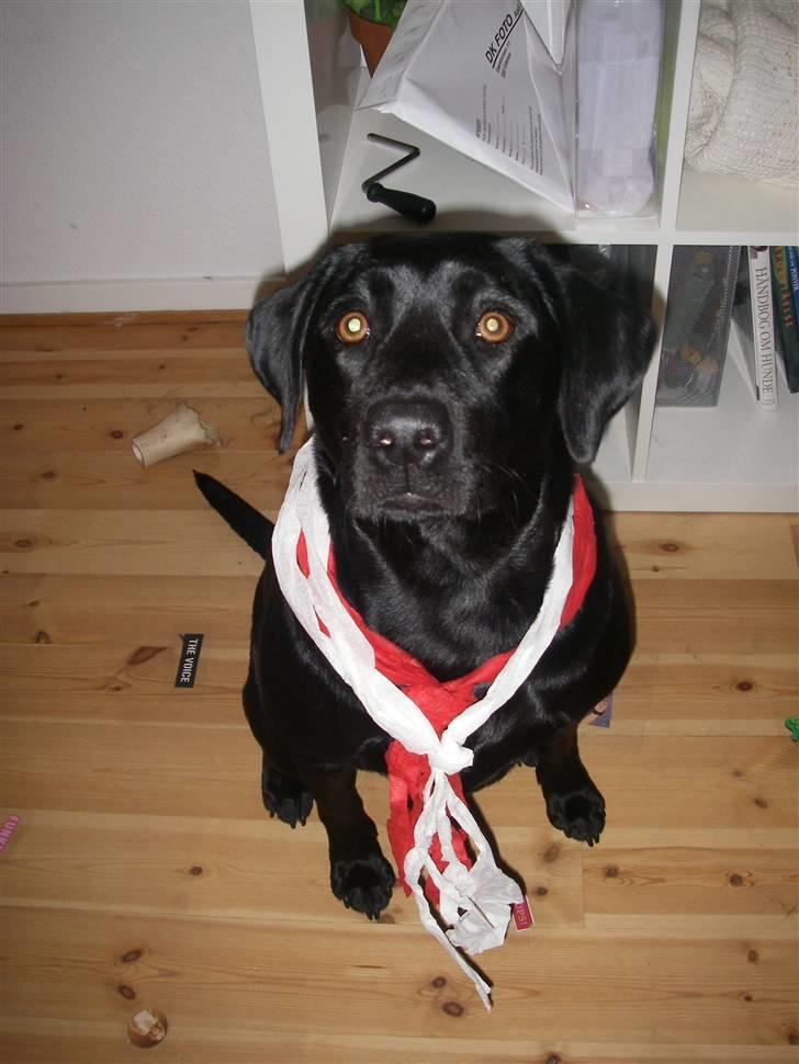 Labrador retriever Formel 1 *Fie <3* - Fie der er klædt ud som fodboldfanXD billede 11