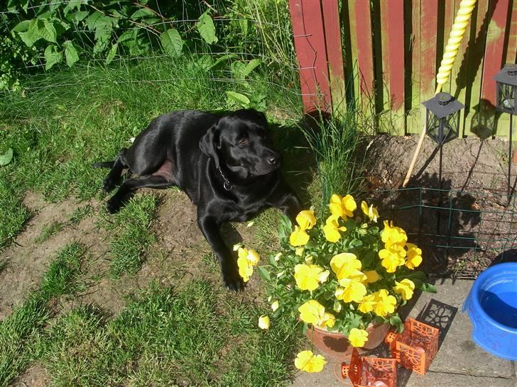 Labrador retriever Formel 1 *Fie <3* - et dejligt sommer billede billede 12