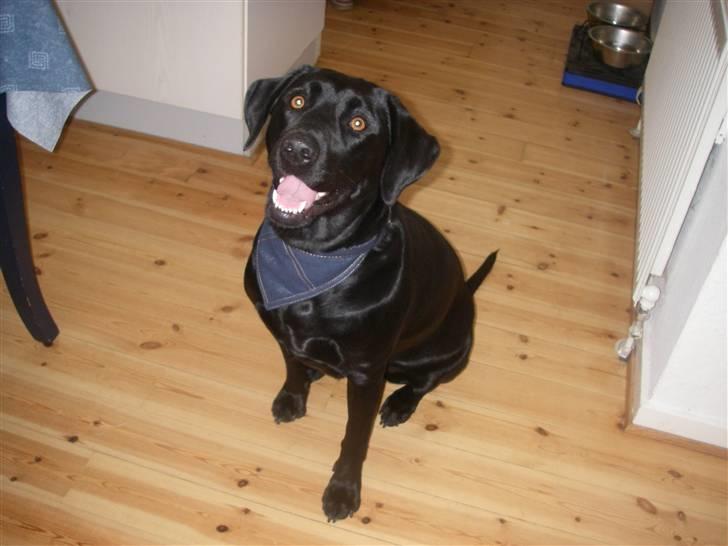 Labrador retriever Formel 1 *Fie <3* - smukke fie billede 13
