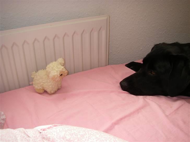 Labrador retriever Formel 1 *Fie <3* - Sødt ikk? billede 14