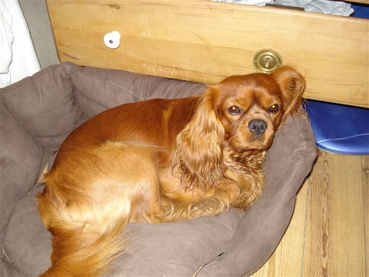 Cavalier king charles spaniel Canis billede 10