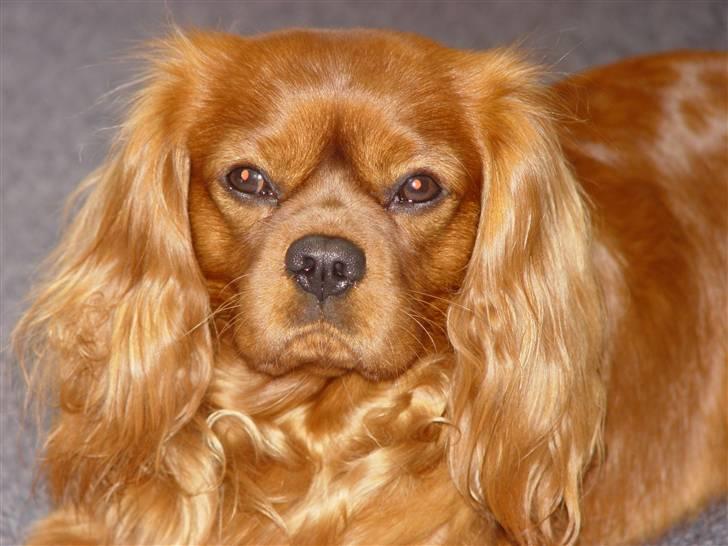 Cavalier king charles spaniel Canis billede 11