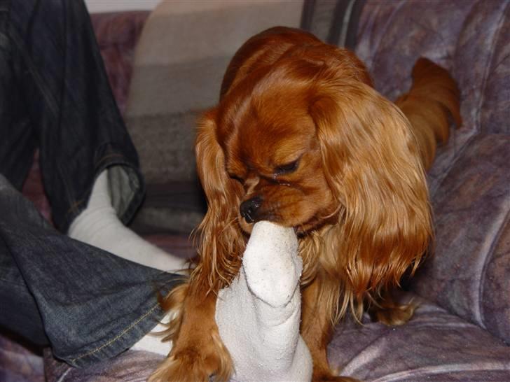 Cavalier king charles spaniel Canis - Man kan vel altid lige nappe en fod til dessert ;o) billede 12