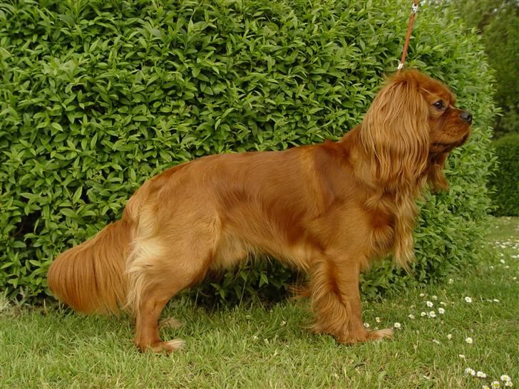 Cavalier king charles spaniel Canis billede 13