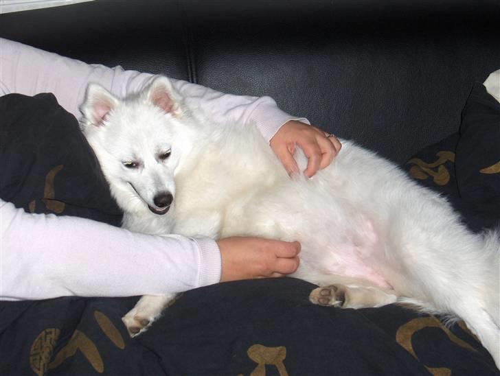 Japansk spids safir billede 6