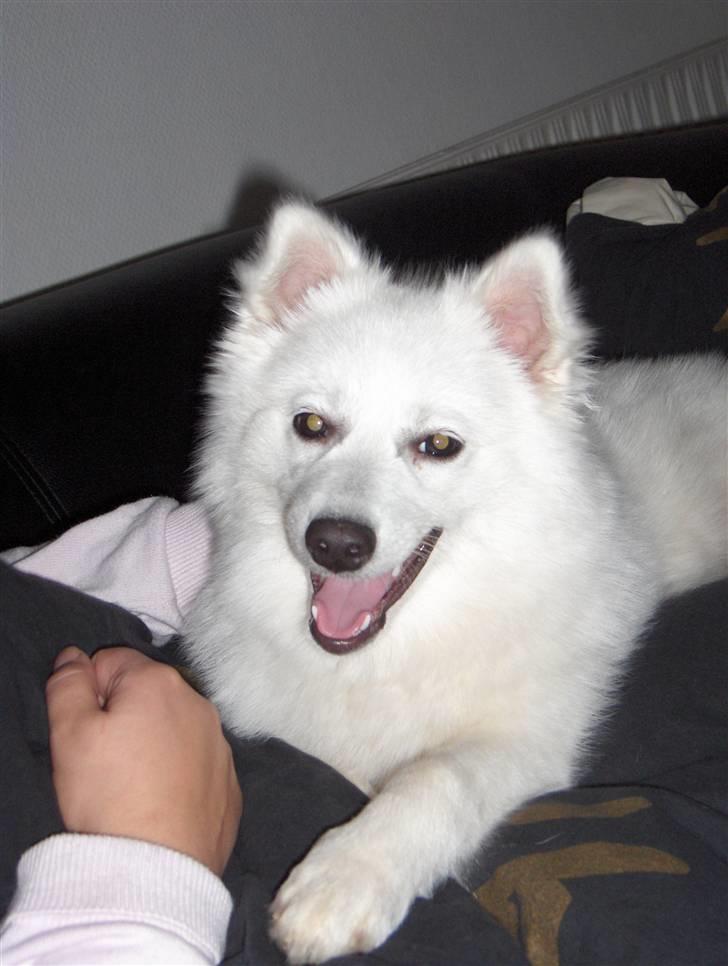 Japansk spids safir billede 7