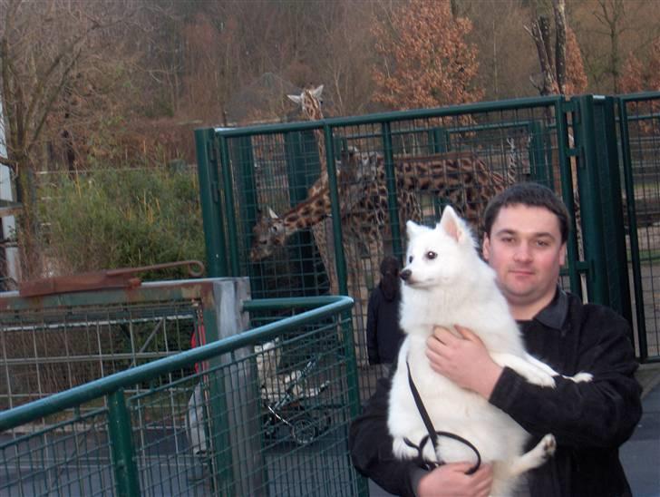 Japansk spids safir billede 8