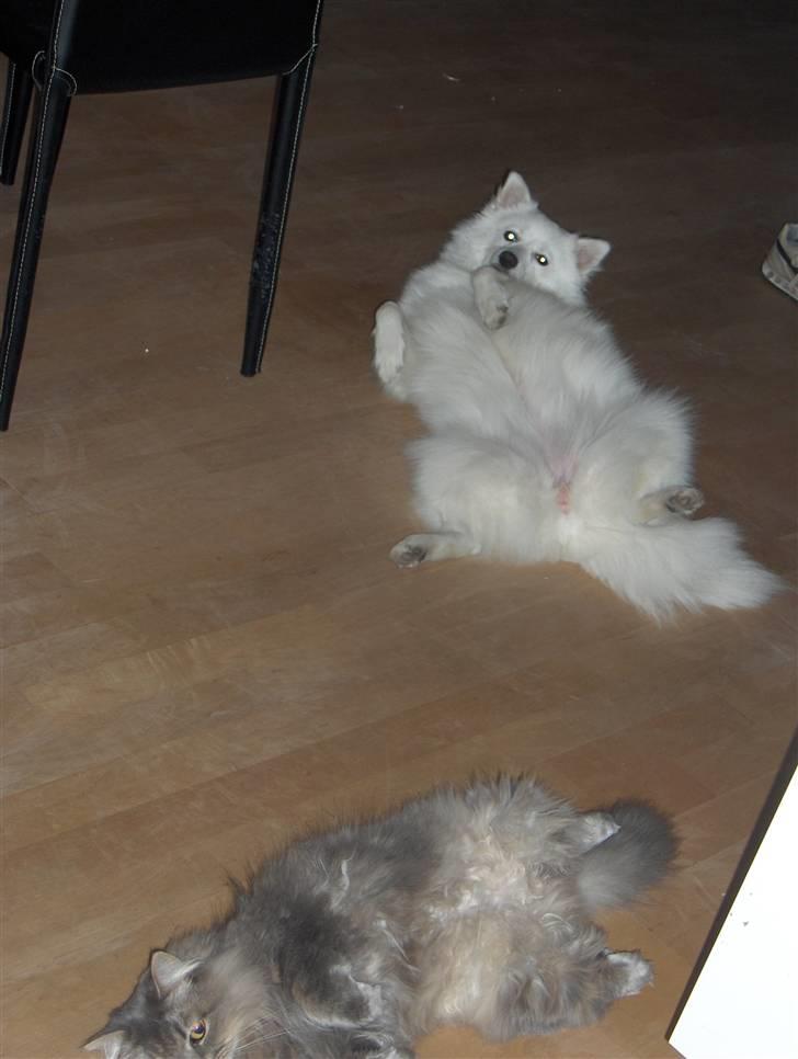 Japansk spids safir billede 9