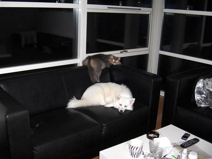 Japansk spids safir billede 10