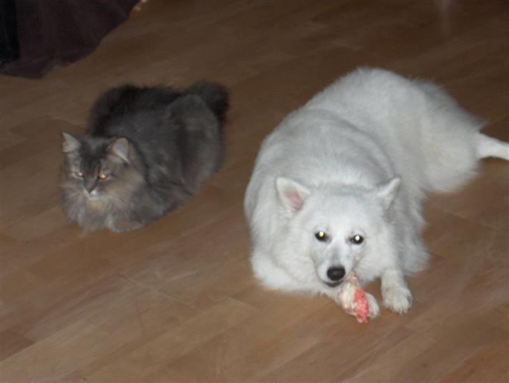 Japansk spids safir billede 11