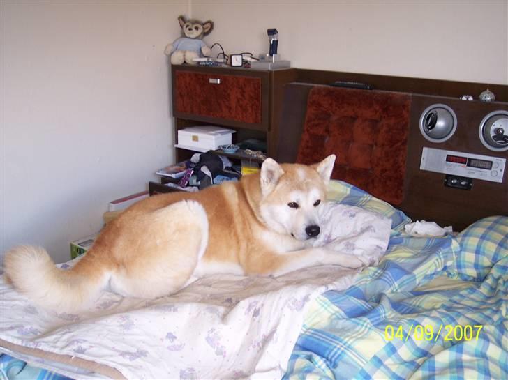 Akita inu Akkan of Tsuyoi Kuma Ken billede 2