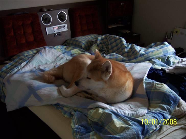 Akita inu Akkan of Tsuyoi Kuma Ken billede 3