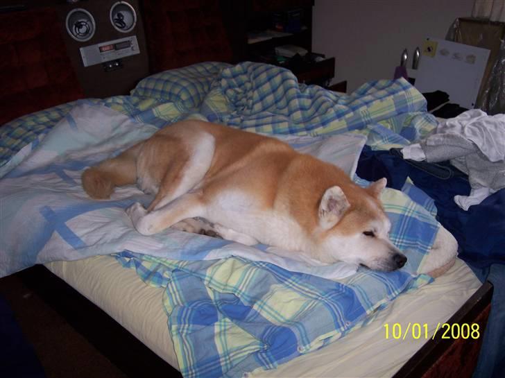 Akita inu Akkan of Tsuyoi Kuma Ken billede 4