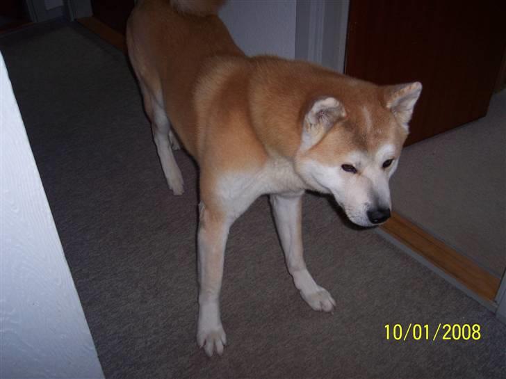 Akita inu Akkan of Tsuyoi Kuma Ken billede 6