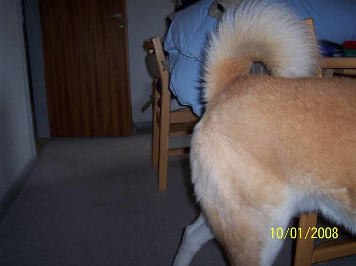 Akita inu Akkan of Tsuyoi Kuma Ken billede 7