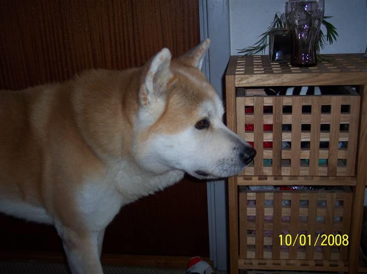 Akita inu Akkan of Tsuyoi Kuma Ken billede 8