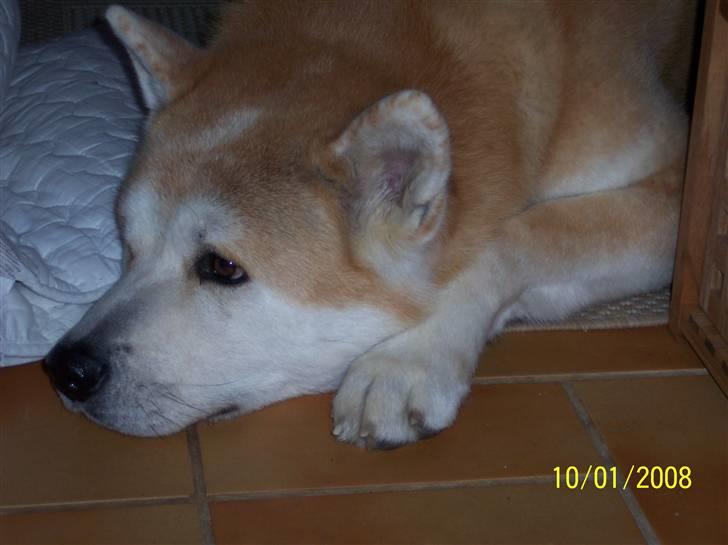 Akita inu Akkan of Tsuyoi Kuma Ken billede 9