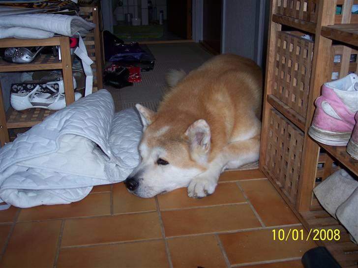 Akita inu Akkan of Tsuyoi Kuma Ken billede 10