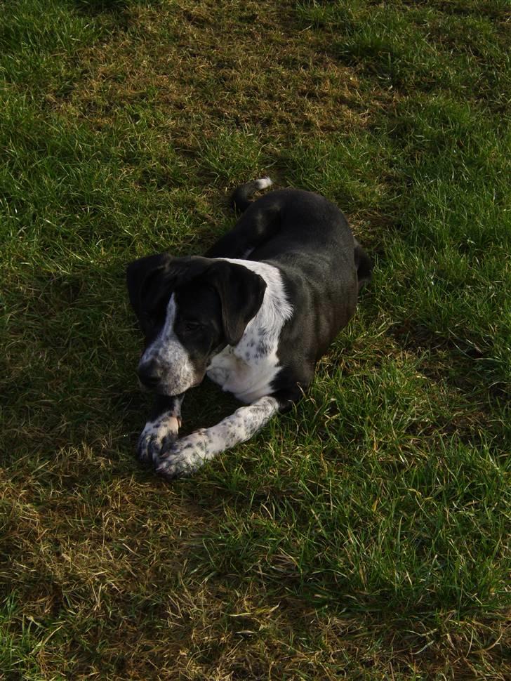 Blanding af racer Raja - Meget savnet - Ser jeg ikke bare sød og dejlig ud ? billede 1