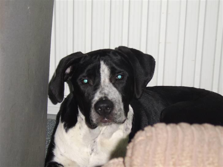 Blanding af racer Raja - Meget savnet billede 2