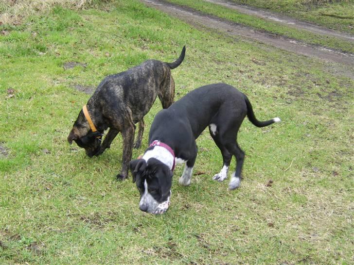 Blanding af racer Raja - Meget savnet - Store søster sasha og jeg går lige og snuser lidt rundt sammen billede 3