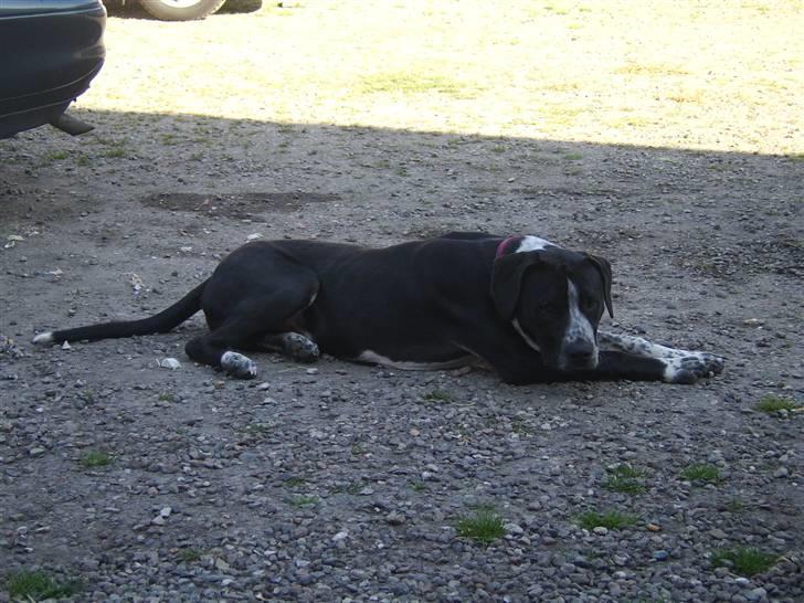 Blanding af racer Raja - Meget savnet - Tager lige en slapper i skyggen i vores gårdsplads ;-) billede 4