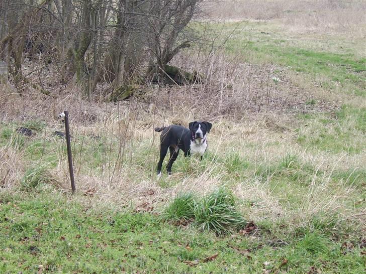 Blanding af racer Raja - Meget savnet billede 5