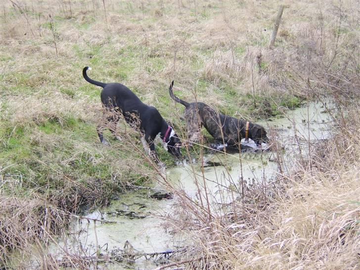 Blanding af racer Raja - Meget savnet billede 6