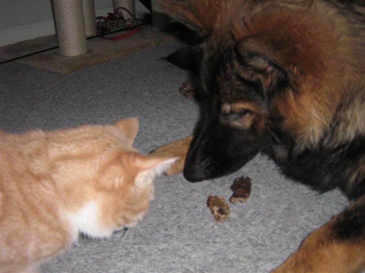 Schæferhund Bayogi´s Master - 10/1-08 billede 9